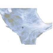 Spinnennetz mit 8 Spinnen