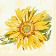 Serviette "Sunray" - 33 x 33 cm - 50 Stück